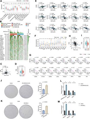 A novel defined risk signature of cuproptosis-related long non-coding RNA for predicting prognosis, immune infiltration, and immunotherapy response in lung adenocarcinoma